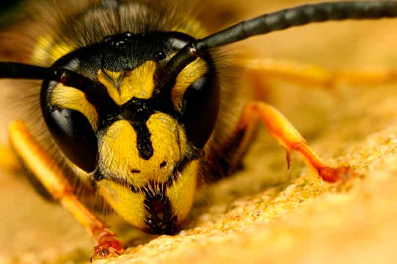 Лечение аллергии на укусы насекомых