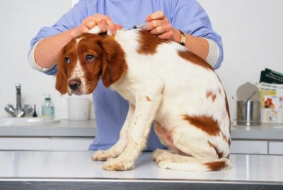 лечение аллергии у собак