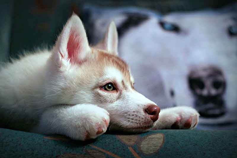 Аллергия у собак: причины и способы лечения