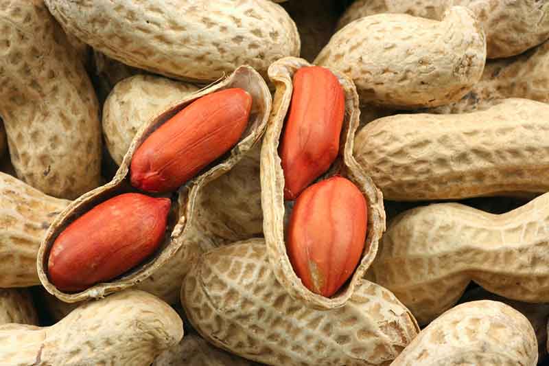 аллергия на арахис