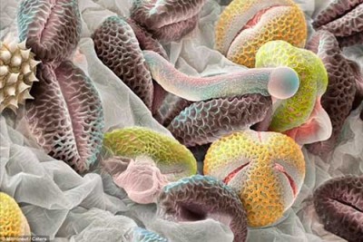 Пыльца березы под микроскопом