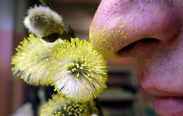 Календарь цветения растений для аллергиков на 2021 год
