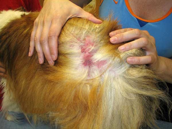 Аллергия на шампунь у собак