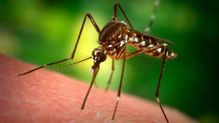 аллергия на комаров